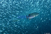Mycteroperca rosacea-Harangula thrissina Hareng Ambiance La Paz Los Islotes-4m-20181025-Denis-ADER-DSC_9981_tn